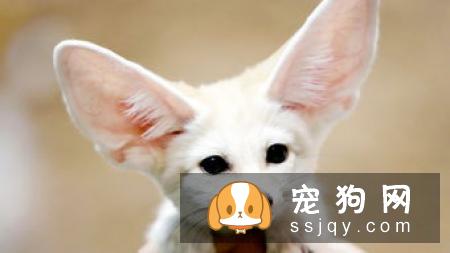 有了宠物，怎么做室内清洁？