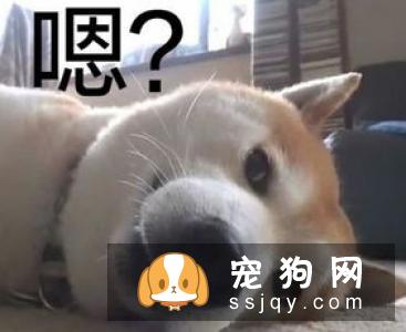 柴犬和秋田犬都产自日本