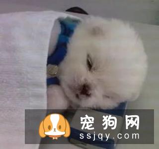 如何给狗狗免疫