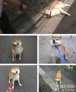 怎么阻止柴犬吃屎 有以下方法使柴犬拒绝吃屎