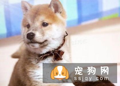 刚出生的柴犬是不能洗澡的,主人可千万不要随意的给幼犬洗澡
