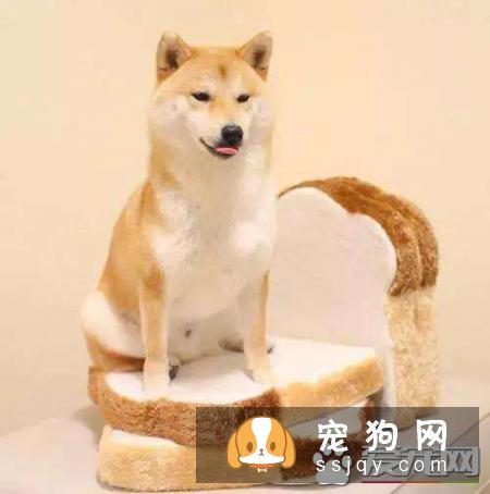 柴犬性情温顺、对待主人忠实,服从性高、忍耐性强,又很灵巧机敏