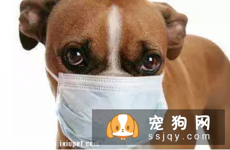 一只贵宾犬因为咳个不停,被主人送到宠物医院
