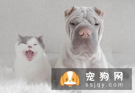 狗狗第一次打疫苗的时间?