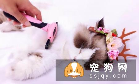 秋季宠物毛发知多少?换毛周期成长期:毛根犬毛结处理注意点