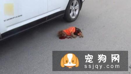怎么才能训练狗狗捡球，狗狗捡球训练方法！