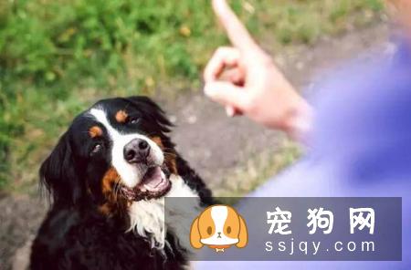 身价70亿的训犬师告知你，狗狗应该这样训练