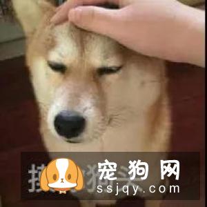 狗狗求关注的行为有这些,你知道吗?