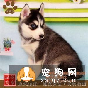 哈士奇怎么养？哈士奇饲养指南！