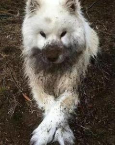 一只贵宾犬因为咳个不停,被主人送到宠物医院