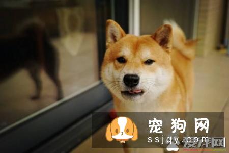 纯种柴犬好养吗咬人吗 纯种柴犬的特点有哪些
