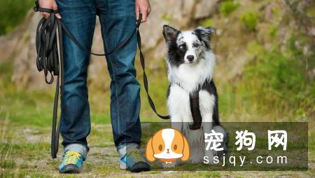 理论都一样，为什么自己和训犬师的训练差异这么大呢？