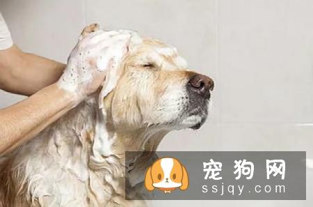 狗狗应该怎么洗澡？狗狗洗澡六个学问
