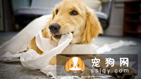 狗狗喜欢乱咬东西，应该如何改善狗狗乱咬东西这种行为