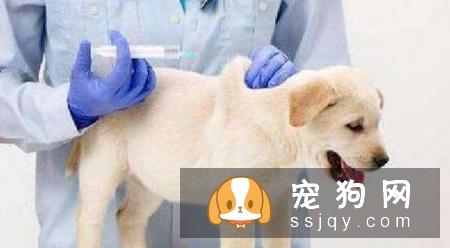 如何给狗狗免疫