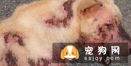 怎么判断狗狗有皮肤病？狗狗常见的皮肤病诊断
