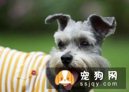 母犬产后应该怎么保健