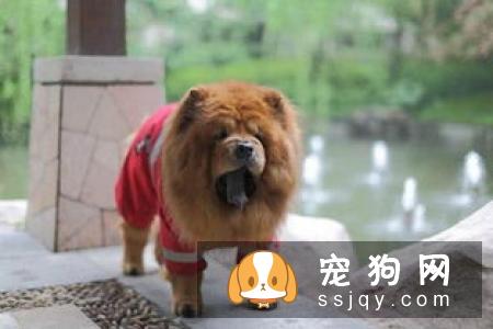 雨天外出回来,狗狗全身都吹乾,千万不能太过大意,原因竟然是。