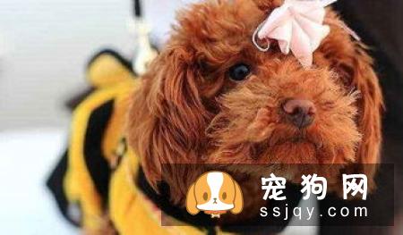 泰迪犬处于7-15岁老年期,一定要做好这几件事!