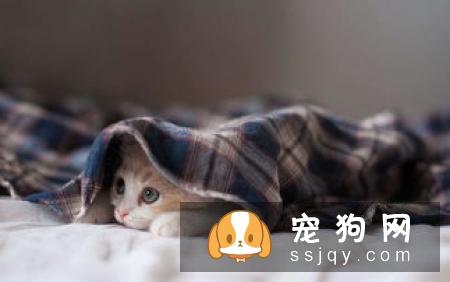 宠物送洗需要注意哪些，宠物送洗三大注意事项！