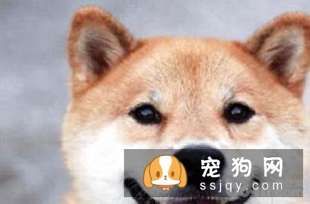 柴犬一天吃多少 一般来说柴犬每天只要吃七分饱