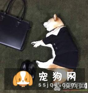 柴犬出现寄生虫性皮肤病