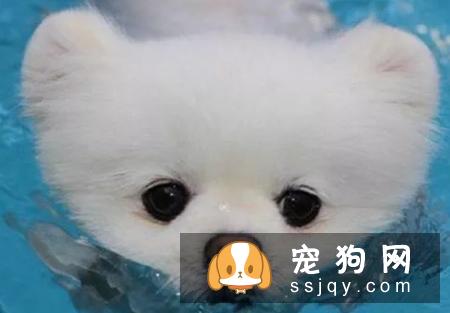给狗狗洗澡的注意事项，了解这些正确给狗狗洗澡！