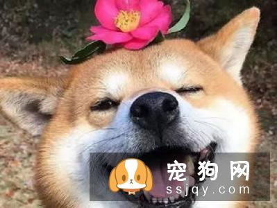 高层怎么养日本柴犬饲养柴犬每天至少要花1个小时