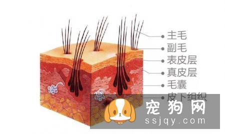 如何让狗狗拥有亮丽毛发的小秘诀