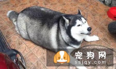 狗狗吸入这些有害物质,很容易引起呼吸道疾病