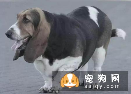 狗狗超重不一定是肥胖，还有7种原因！
