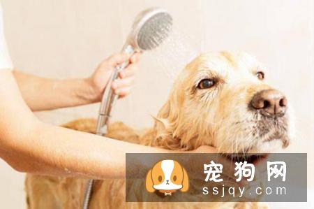 怎样才能让狗狗爱上洗澡不再反抗?