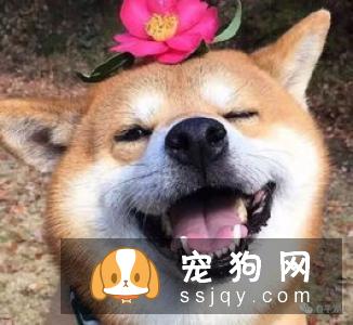 柴犬不能吃什么水果 柴犬不能吃这些水果的原因
