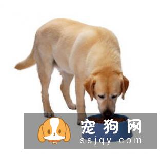 狗狗这些时候不能洗澡，狗狗洗澡7大禁忌你知道吗?