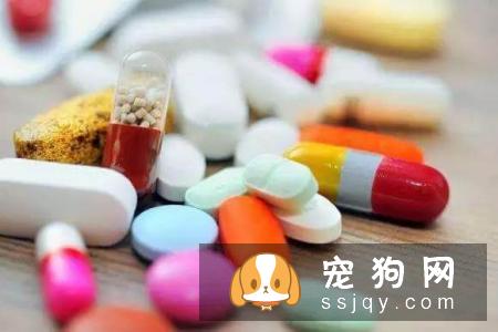 养宠物狗的6大误区，你躺枪了吗！