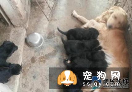 金毛屁股的毛卷怎么办 金毛屁股的毛卷是正常现象吗