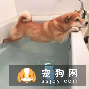 狗狗应该怎么洗澡？狗狗洗澡六个学问