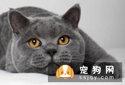 无法清理掉窝垫上的狗猫毛？听听国外铲屎官的建议吧