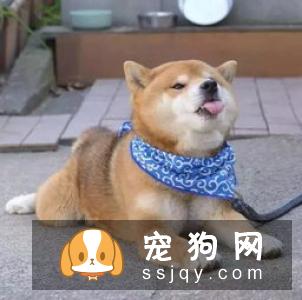 柴犬一年能生几次 柴犬一窝生几个