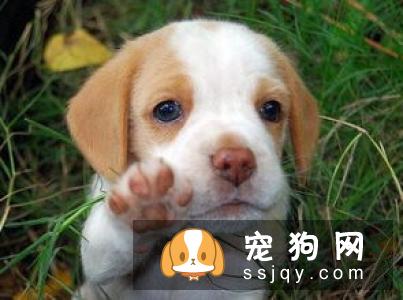 宠物繁殖除了有钱，还要有经验和知识！