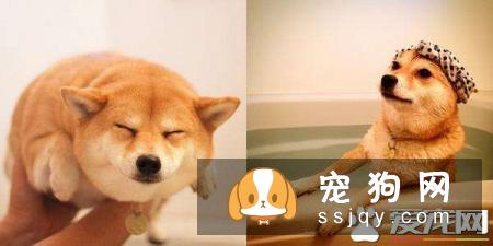 柴犬脚趾分叉  柴犬脚趾分叉的原因
