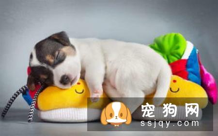 WOWO氨糖呵护狗狗关节健康，释放天生该有的灵动活力