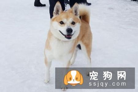 柴犬到底能不能养 秋田犬被禁养的原因