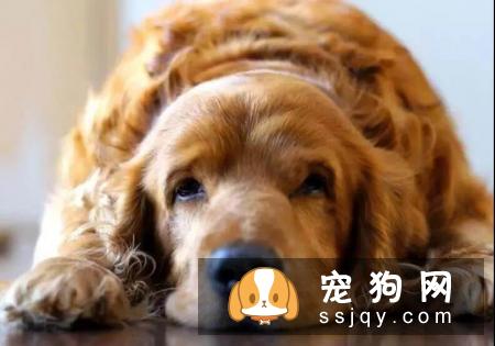 狗狗超重不一定是肥胖，还有7种原因！