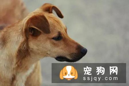 为什么有很多狗狗走丢后,却找不到回家的路呢?