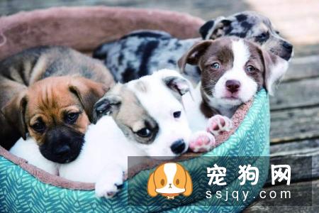 宠物繁殖除了有钱，还要有经验和知识！