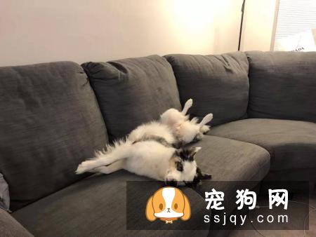宠物保持好胃口，这些神秘元素少不了