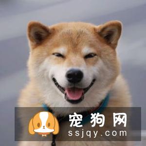 柴犬一个月吃多少狗粮 怎样判断柴犬是否吃饱了
