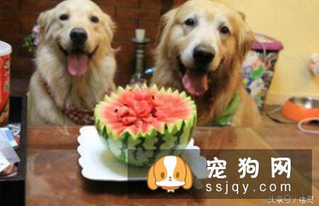 狗狗哪些水果能吃和不能吃？狗狗应该怎么吃水果？