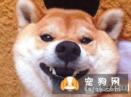柴犬幼崽的价格是多少?